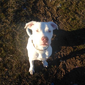 My dog Bones at the dog park